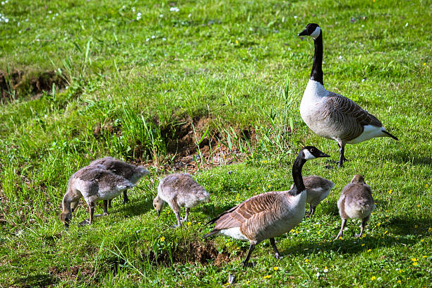 rodzina gęsi kanadyjskiej - bird animal flock of birds number 6 zdjęcia i obrazy z banku zdjęć