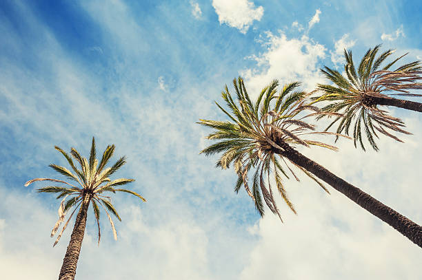 istock Palms on the tropical beach 544738716