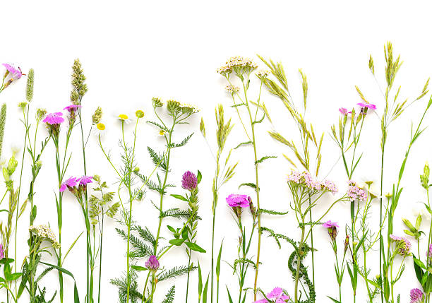 istock Wild Flowers Seamless Border 544739130
