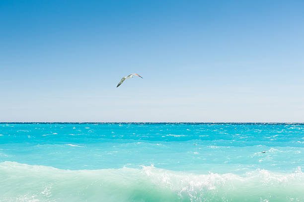 Seagull flying over the sea. Beautiful sea coast in Nice, France.
