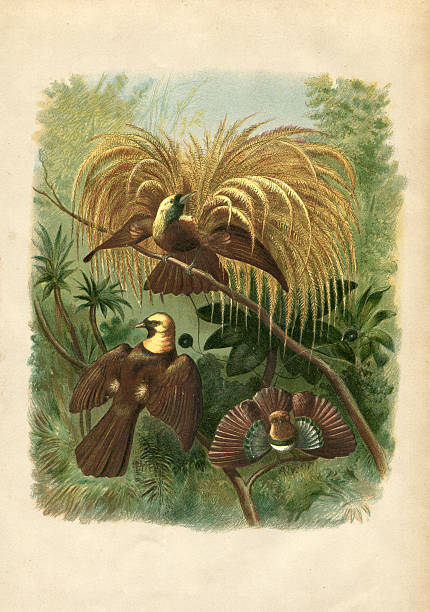 Birds of paradise Paradisaeidae illustration 1881 Steel engraving birds of paradise ( Family Paradisaeidae ) paradisaeidae stock illustrations