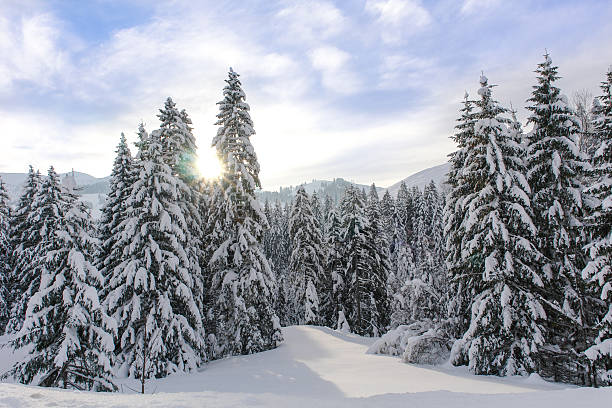 Alpine Spruce Forest in a Sunny Meadow