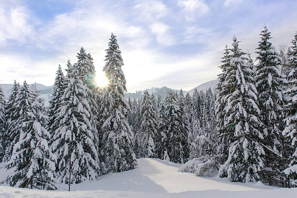 альпийский еловый лес на солнечном лугу - winter sunset sunrise forest стоковые фото и изображения