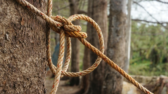 Rope with knot around tree trunk. Rope tightened around tree trunk in front of blurred natural background
