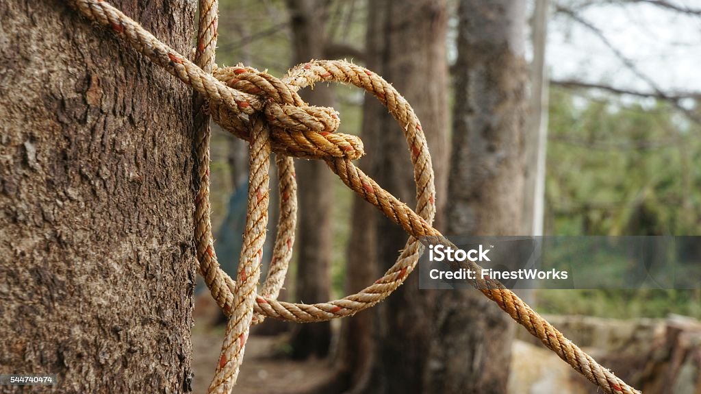 Rope With Knot Around Brown Tree Trunk Stock Photo - Download Image Now -  Tree, Rope, Tied Up - iStock