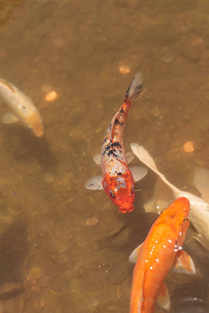 istock Koi fish, Cyprinus carpio haematopterus 544740620