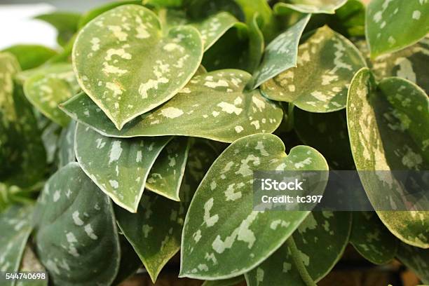Silver Vine Araceae Scindapsus Pictus Hassk Stock Photo - Download Image Now - Arum Lily, Horizontal, Image
