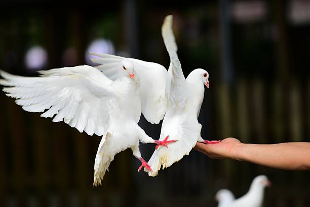 istock people and pigeons 03 544740906