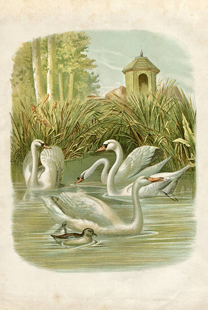 Steel engraving swans on lake