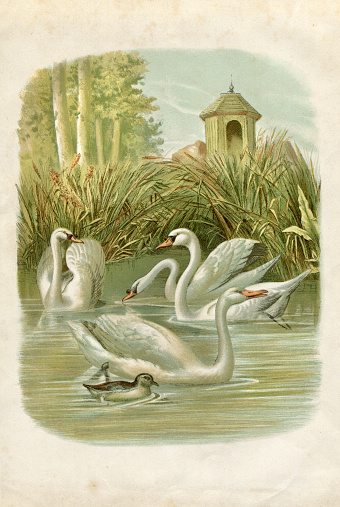Steel engraving swans on lake