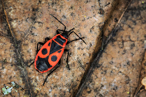 red soldier bug in forest