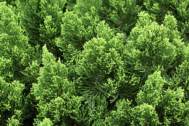 istock Dragon Chinese Juniper - Juniperus chinensis L. var. kaizuka 544741756
