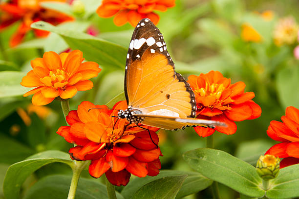 istock butterfly  and zinnia 544742198