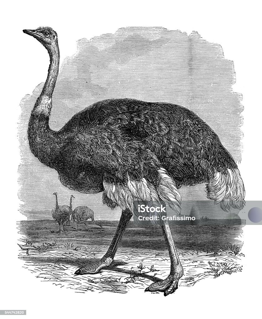 Common ostrich Africa illustration 1881 Steel engraving of the ostrich or common ostrich ( Struthio camelus ) is either one or two species of large flightless birds native to Africa Engraved Image stock illustration