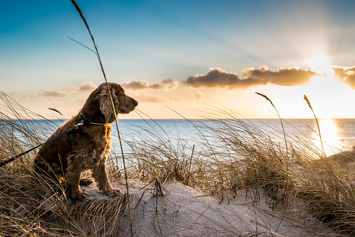 A cute dog is watching the sunset in Skanör Sweden
