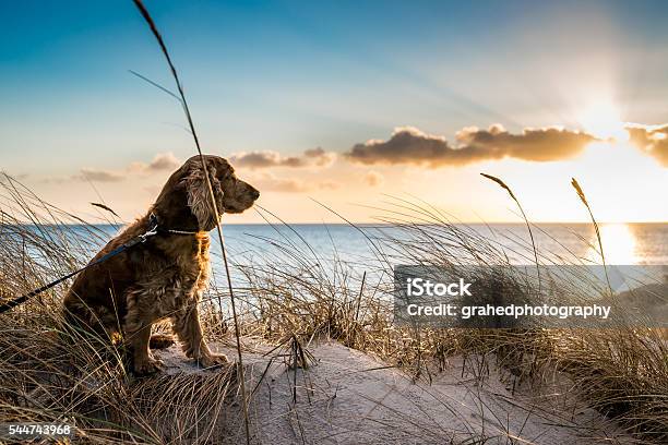Sunset Dog Stock Photo - Download Image Now - Dog, Beach, Sea