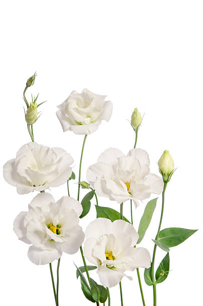 istock Beautiful white eustoma flowers isolated on white background 544744784