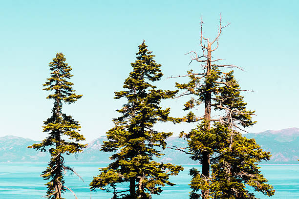 Photo of Trees in front of Emerald Bay and Lake Tahoe