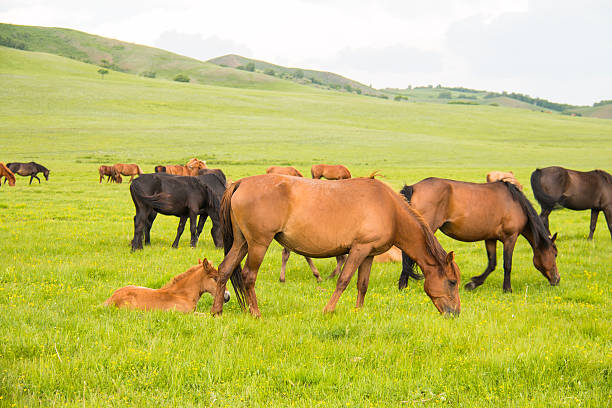 istock Horses in the pasture 544745220