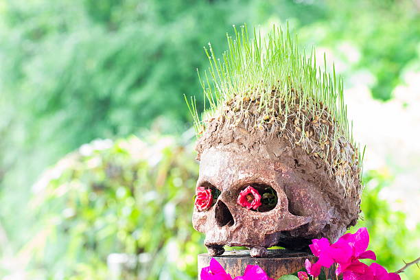 istock Grow green wheat seedling on head of skull 544745248