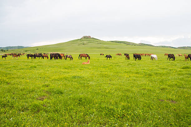 istock Horses in the pasture 544745372