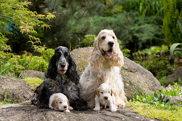 istock purebred English Cocker Spaniel with puppy 544746256