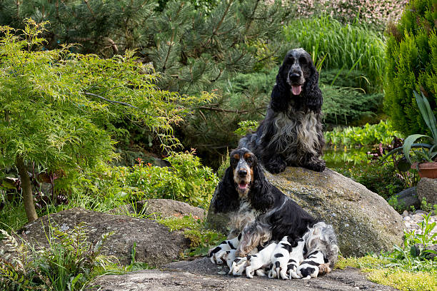 istock purebred English Cocker Spaniel with puppy 544746392