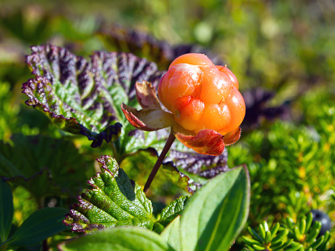 North berry cloudberry (The Latin name: Rubus chamaemorus)