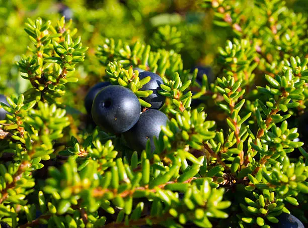 Berries crowberry black (The Latin name: Empetrum)