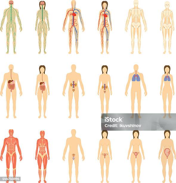 Set Di Organi Umani E Sistemi - Immagini vettoriali stock e altre immagini di Il corpo umano - Il corpo umano, Animale femmina, Figura femminile