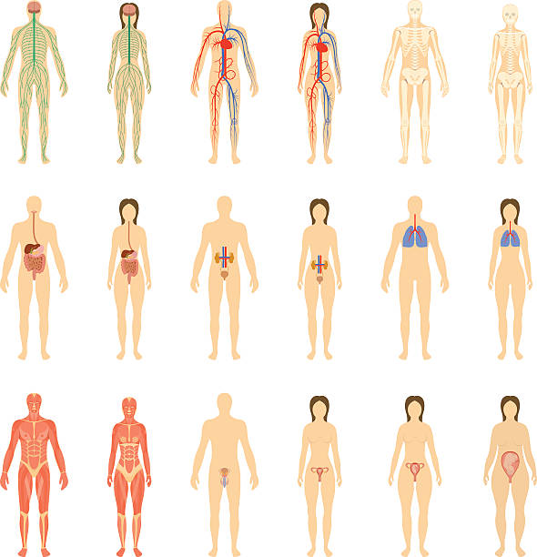 세트마다 인간 장기 및 시스템 - human artery animal artery human vein healthcare and medicine stock illustrations