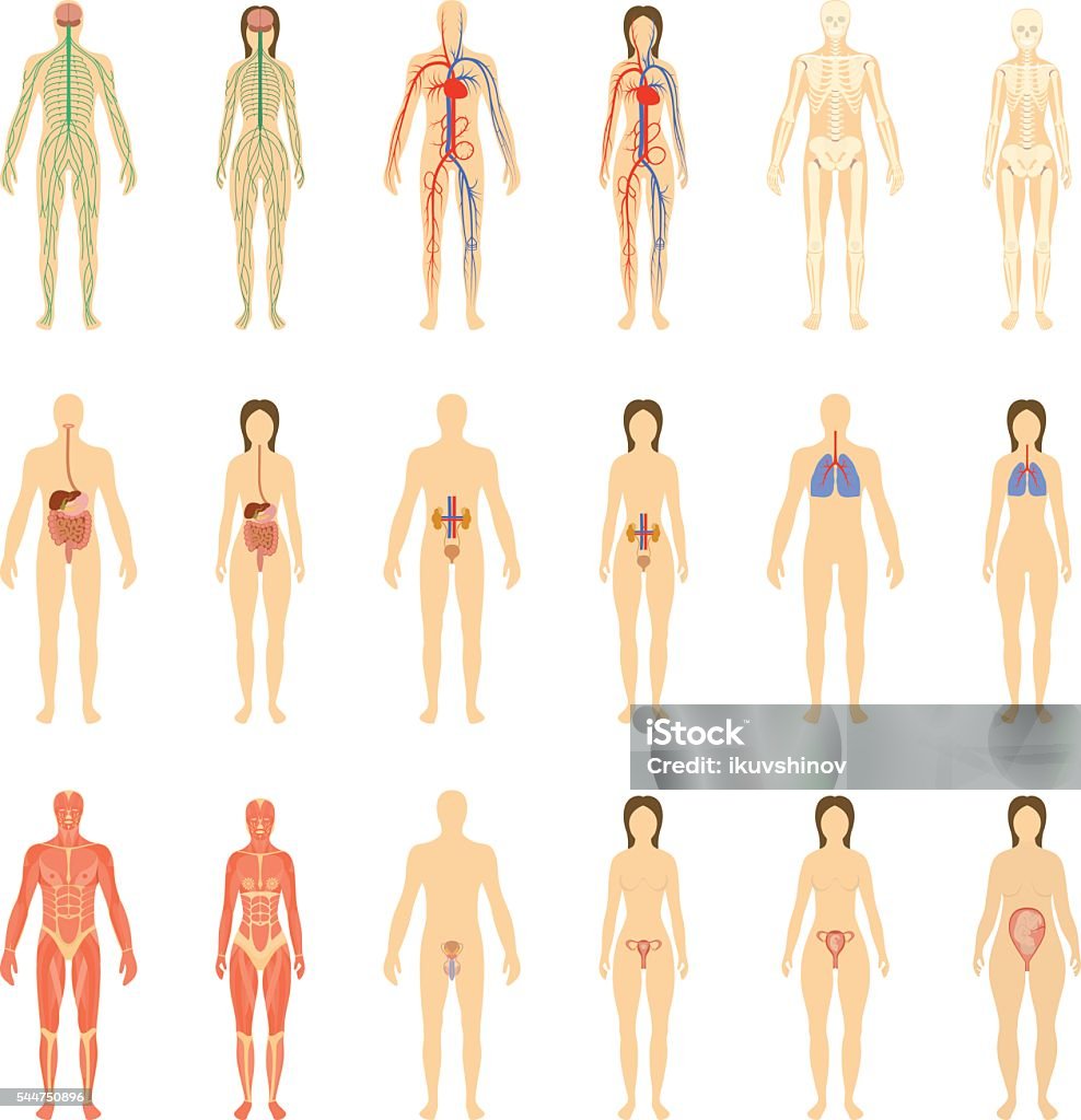 Set of human organs and systems Set of human organs and systems of the body vitality and pregnancy stages. Vector illustration. The Human Body stock vector