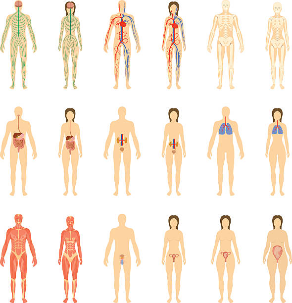 Set of human organs and systems Set of human organs and systems of the body vitality and pregnancy stages. Vector illustration. female likeness illustrations stock illustrations