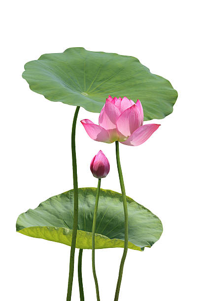 istock Lotus and Lotus leaf 544750926
