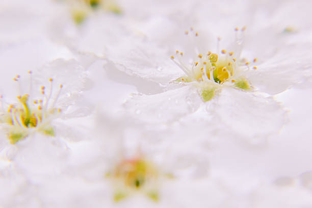 istock Pink flower on the water.  Macro. Details. Bird-cherry. 544752530