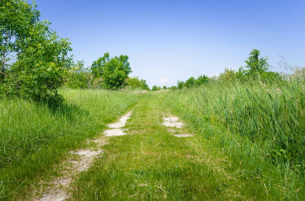istock Deserted Track Through Grasslands and Blue Sky 544753436
