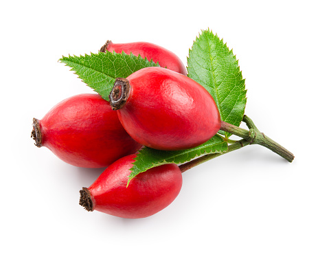 Rose hip isolated on a white background.