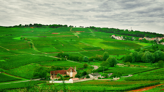 vineyards of Cote Chalonnaise region, Burgundy, France