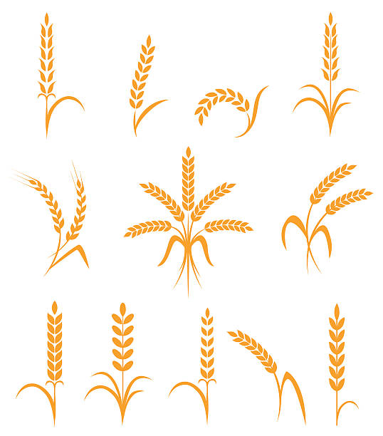 weizen-ohren und reis-icons satz. landwirtschaft symbole isoliert auf - wheatgrass stock-grafiken, -clipart, -cartoons und -symbole