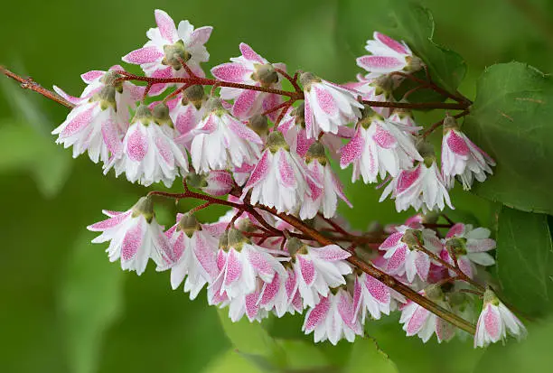 Deutzia is a native of East Asia. Openwork flowers of Deutzia collected in tassels.