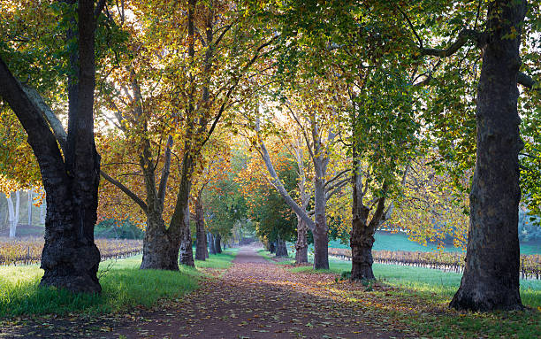 Sunshine through Autumn Leaves stock photo