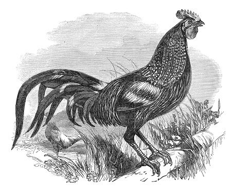 Steel engraving of grey junglefowl ( Gallus sonneratii ), also known as Sonnerat's junglefowl, is one of the wild ancestors of domestic fowl together with the red junglefowl and other junglefowls.