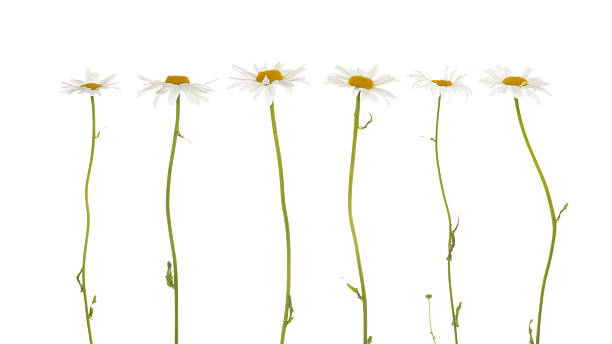 istock camomile flowers on a white background 544790766