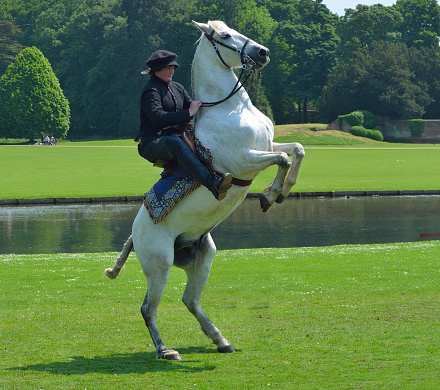 Saffron Walden, Essex, England - June 05, 2016: Female horse rider wearing Elizabethan male costume on a white horse which is rearing up on its back legs, in parkland with a lake and some trees 