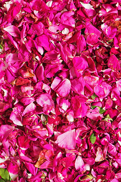 istock Background of dried pink rose petals. 544791404