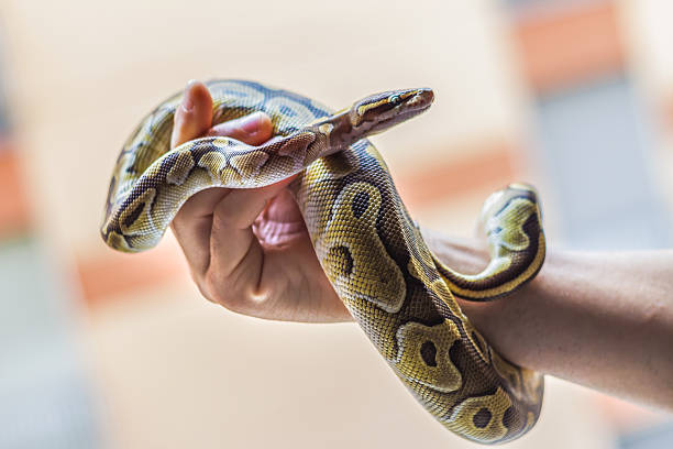 brave man holding snake - reptile imagens e fotografias de stock