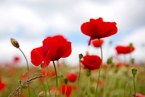istock Poppies on gray sky background. 544792060