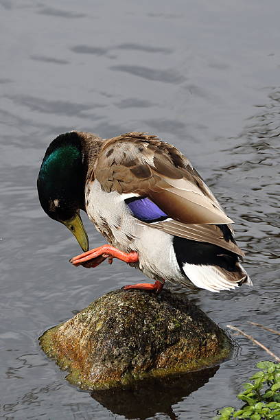 istock Male mallard duck 544792694