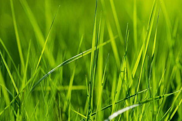 istock Brilliant fresh green grass in the forest 544793394