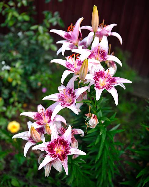 bellissimo giardino su sgargianti fiori tropicali - giglio giapponese foto e immagini stock